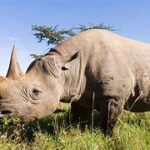 white rhinos at hlane game reserve