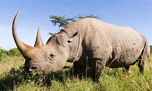 white rhinos at hlane game reserve
