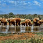 elephants 1065632 1920 1