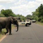 thula seats game drive 590x390 1